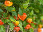 100 Physalis Seeds - puu-k&ouml;&ouml;giviljaaiad - paljundatavad talupojaseemned - SemiSauvage