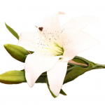 1 tk 3 pead magus kunstlill v&otilde;ltsliilia lilleline kodu pulmapeo sisustus