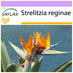 SAFLAX &ndash; Paradiisilind &ndash; 5 seemet &ndash; Strelitzia reginae