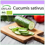 SAFLAX &ndash; Mahe &ndash; Kurk &ndash; Marketmore &ndash; 20 seemet &ndash; Cucumis sativus