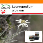 SAFLAX - Aed kotis - Edelweiss - 500 seemet - Substraadiga sobivas p&uuml;stijas kotis - Leontopodium alpinum