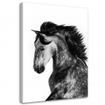 L&otilde;uendiprint Horse Animals Galloping 40x60 must/valge
