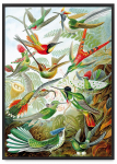 Plakatid paradiisilinnud mustas raamis 21x30 cm