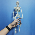 40 cm pikkune aktiivne inimskeleti mudel meditsiini&otilde;pe anatoomia skeleti moodul Halloweeni peokaunistus 40cm