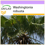 SAFLAX &ndash; Mehhiko puuvillapalm &ndash; 12 seemet &ndash; Washingtonia robusta