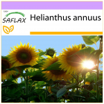SAFLAX - p&auml;evalill Titan - 20 seemet - Helianthus annuus