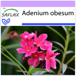 SAFLAX &ndash; k&otilde;rberoos &ndash; 8 seemet &ndash; Adenium obesum