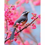 DIY 3D teemantmaaling loomalindude tikandid ristpistes k&auml;sit&ouml;&ouml;na kodukaunistus Full Round 20x25CM