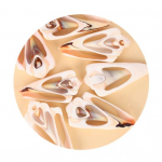 50 g kestade kaunistused K&otilde;rge vastupidavusega loominguline kuju Atraktiivne praktiline naturaalne karbikarp Mini isetegemise k&auml;sit&ouml;&ouml; &otilde;ppetarbed 14