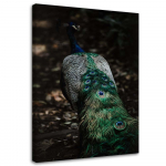 L&otilde;uendiprint Peacock Bird Nature 40x60 pruun