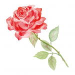 Kasulikud T&auml;toveeringud Kleebis Veekindel Peotarbed Kauakestev 18