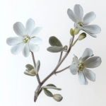 250 Graines de C&eacute;raiste Oreille de Souris (Cerastium biebersteinii) - SemiSauvage Permaculture