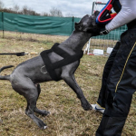 Koera Kaaluvedamise Rakmed Pehme Polsterdusega Koerte Rakmed Pitbull Suured Koerad Treeningrakmed Lemmikloomade Agility Tooted Chest 58 to 73cm must