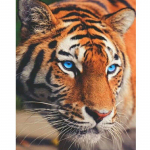 Teemantmaaling Tiiger Animal Teemanttikandid Ristpistes Puurimine Teemantmosaiik Ristpiste 20X30CM