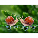 5D Teemantmaali Teod Teemanttikandid Ristpistes Kodukaunistus K&auml;sitsi valmistatud kingitused Round 20x30cm