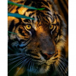 5D teemantmaali t&auml;isring puur ristpistes k&auml;sit&ouml;&ouml; teemanttikandid t&auml;iskomplekt uus saabunud kivimosaiik kodu seinakaunistus 15x20CM