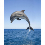 5D Teemantmaaling Delfiin T&auml;is&uuml;marad teemanttikandid Loomad Pildid Rhinestones Mosaiik Ristpistes K&auml;sitsi valmistatud kingitus Full Round 30x40CM