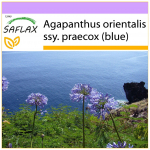 SAFLAX &ndash; Aafrika liilia &ndash; 50 seemet &ndash; Agapanthus orientalis