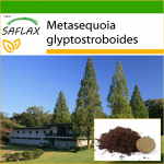 SAFLAX - Dawn Redwood - 60 seemet - Potisubstraadiga paremaks kasvatamiseks - Metasequoia glyptostroboides