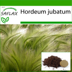SAFLAX - Rebasesaba odra / Orava saba - 70 seemet - Potisubstraadiga paremaks kasvatamiseks - Hordeum jubatum