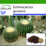 SAFLAX &ndash; T&uuml;nnkaktus / &Auml;mm &ndash; 40 seemet &ndash; Potisubstraadiga paremaks kasvatamiseks &ndash; Echinocactus grusonii