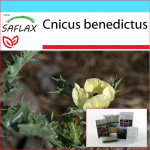 SAFLAX &ndash; kinkekomplekt &ndash; St. Benedictuse ohakas &ndash; 50 seemet &ndash; Koos kinkekarbi, kaardi, etiketi ja potisubstraadiga &ndash; Cnicus benedictus
