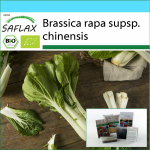 SAFLAX - Kingikomplekt - Orgaaniline - Hiina sinepikapsas - Pak Choi - 300 seemet - Koos kinkekarbi, kaardi, etiketi ja potisubstraadiga - Brassica rapa