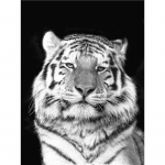Must-valge tiigri teemantmaal T&auml;is&uuml;mmargune teemanttikandid Ristpistes Loomad Helmeste Piltide komplektid K&auml;sit&ouml;&ouml; Seinakaunistus Full Round 20x25CM