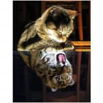 Teemanttikandid loomakassi peegelduspilt kivist teemantmaali ristpistest Full Round 20x30CM