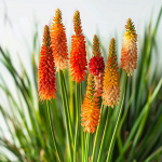 60 Graines de Tritome Faux Alo&eacute;