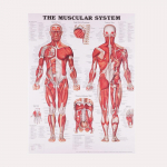 Anatoomilise lihass&uuml;steemi plakat Inimkeha anatoomia diagramm Meditsiiniline hariduslik l&otilde;uend koolide sisekujunduseks 50x70cm
