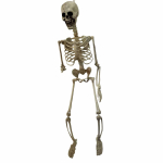 Halloweeni skelett Elusuuruses Realistlik Inimene PP Materjal Seitse Reguleeritavat Liigest Sobib Halloweeni v&otilde;i Teemapeoks M/90 valge