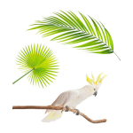 Les Tr&eacute;sors De Lily [Q0606] - Planche de stickers 'Cacatoes' vert - 20x70 cm valge