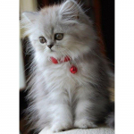 Uus 5D DIY Loomade Teemantmaaling Kasside Teemanttikandid Maastiku Ristpistes K&auml;sit&ouml;&ouml; t&auml;isruudukujuline &uuml;mmargune puur Kodukaunistuse kingitus Full Round 40x50CM