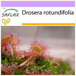 SAFLAX &ndash; &uuml;maraleheline p&auml;ikesekaste &ndash; 50 seemet &ndash; Drosera rotundifolia