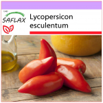 SAFLAX &ndash; Tomat &ndash; Cornue des Andes &ndash; 10 seemet &ndash; Lycopersicon esculentum