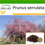 SAFLAX - Metsik must kirss - 30 seemet - Potisubstraadiga paremaks kasvatamiseks - Prunus serrulata