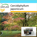 SAFLAX &ndash; kinkekomplekt &ndash; Katsuratree &ndash; 200 seemet &ndash; Koos kinkekarbi, kaardi, etiketi ja potisubstraadiga &ndash; Cercidiphyllum japonicum