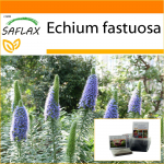 SAFLAX - Aed kotis - Madeira uhkus - 100 seemet - Substraadiga sobivas p&uuml;stijas kotis - Echium fastuosa