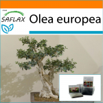 SAFLAX - Aed kotis - Bonsai - Harilik oliiv - 20 seemet - Substraadiga sobivas p&uuml;stijas kotis - Olea europea