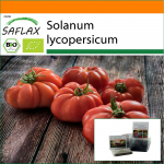 SAFLAX - Aed kotis - Mahe - Tomat - Rouge de Marmande - 10 seemet - Substraadiga sobivas p&uuml;stises kotis - Solanum lycopersicum