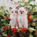 5D DIY t&auml;isteemantmaaling kassi ristpistes komplektid tikandid n&auml;put&ouml;&ouml; komplektid teemantmosaiigiga loomade s&uuml;giskaunistused Full Round 20x20CM