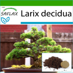 SAFLAX - Bonsai - Euroopa lehis - 75 seemet - Potisubstraadiga paremaks kasvatamiseks - Larix decidua
