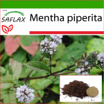SAFLAX - Piparm&uuml;nt - 300 seemet - Potisubstraadiga paremaks kasvatamiseks - Mentha piperita