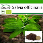 SAFLAX - Orgaaniline - Salvei - 60 seemet - Potisubstraadiga paremaks kasvatamiseks - Salvia officinalis