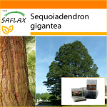 SAFLAX &ndash; Aed kotis &ndash; California hiiglaslik punapuu &ndash; 50 seemet &ndash; Substraadiga sobivas p&uuml;stikotis &ndash; Sequoiadendron gigantea