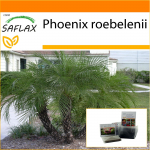 SAFLAX - Aed kotis - Pigmy Datlipalm - 25 seemet - Substraadiga sobivas p&uuml;stijas kotis - Phoenix roebelenii