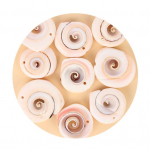 50 g kestade kaunistused K&otilde;rge vastupidavusega loominguline kuju Atraktiivne praktiline naturaalne karbikarp Mini isetegemise k&auml;sit&ouml;&ouml; &otilde;ppetarbed 17