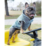 Lemmikloomakoer Jeansijakk Denimjakk Auk Kass Kutsikas Bulldog Kevad/S&uuml;gis Vest S gray