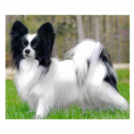 5D Teemanttikandid Papillon V&auml;ikesed lemmikloomad Teemantmaaling Ristpistes 20X30CM